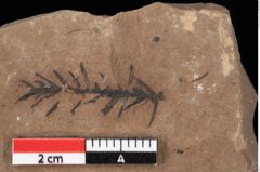 Foto (Detailansicht) von Glyptostrobus ungeri Heer (NHMW-GEO-2024-0188-0187)